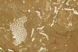 Ordovician Kukersite Oil Shale with Bryozoan Fossils - Russia #369568-1